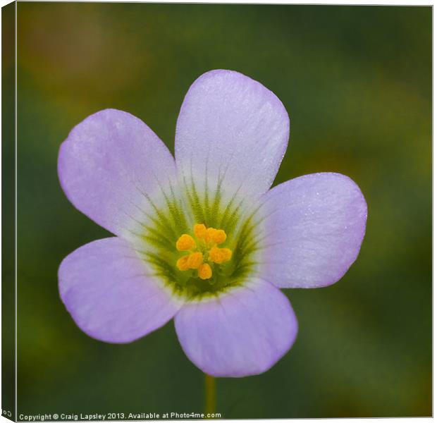 lilac oxalis close up Canvas Print by Craig Lapsley