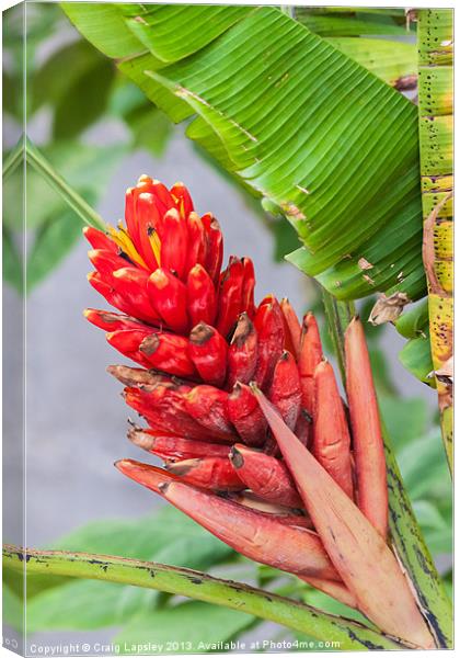 red heliconia flower Canvas Print by Craig Lapsley