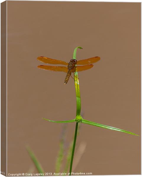 brown winged dragonfly Canvas Print by Craig Lapsley