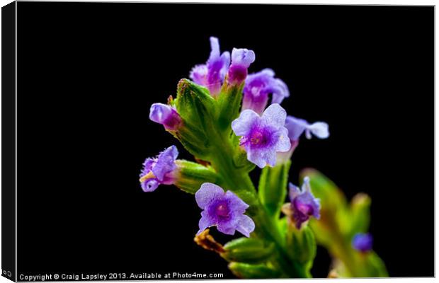 stalk of grass with flowers Canvas Print by Craig Lapsley