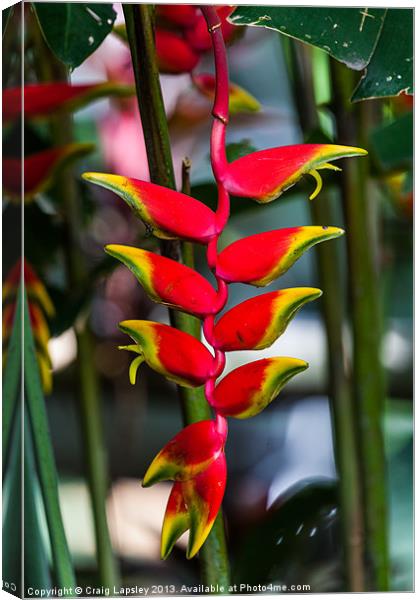 lobster claw heliconia Canvas Print by Craig Lapsley