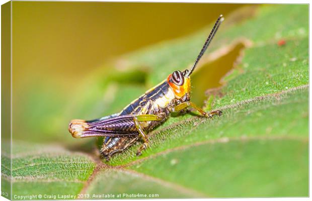tiny colorful Cricket Canvas Print by Craig Lapsley