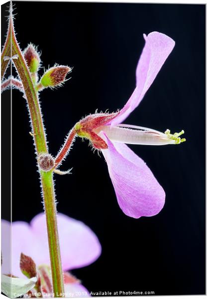 magnified tiny purple flower Canvas Print by Craig Lapsley