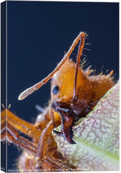 Leaf cutter ant at work Canvas Print by Craig Lapsley