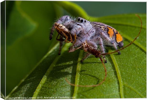 jumping spider with prey Canvas Print by Craig Lapsley