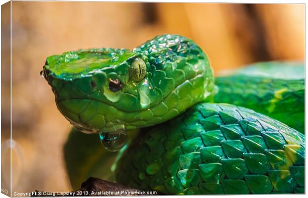 green tree pit viper Canvas Print by Craig Lapsley