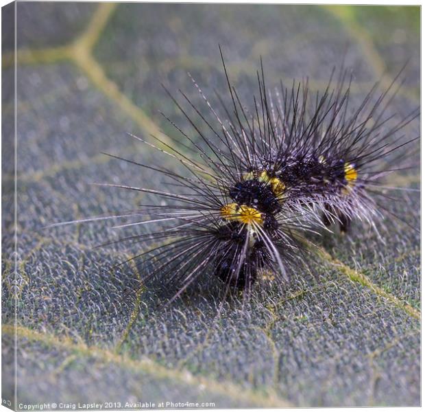Hairy caterpillar on a leaf Canvas Print by Craig Lapsley