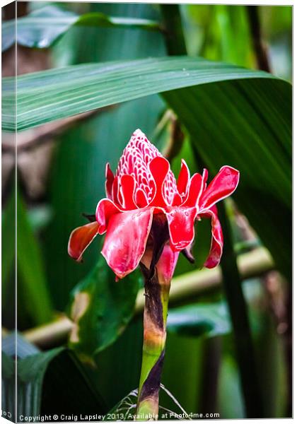 Torch ginger flower Canvas Print by Craig Lapsley