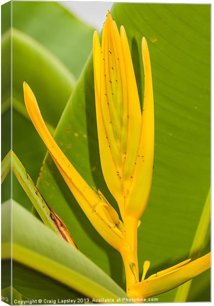Yellow Heliconia clinophila Canvas Print by Craig Lapsley