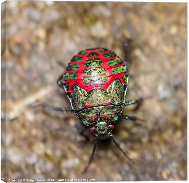 colorful beetle Canvas Print by Craig Lapsley