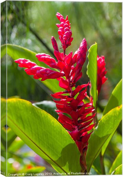 red ginger flowers Canvas Print by Craig Lapsley