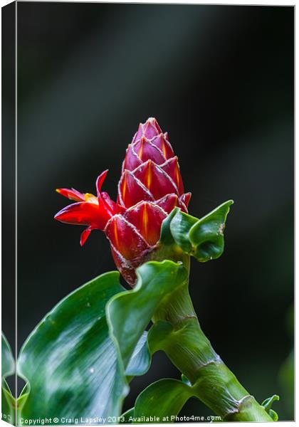 red ginger flower Canvas Print by Craig Lapsley
