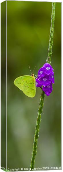 Green Butterfly Canvas Print by Craig Lapsley