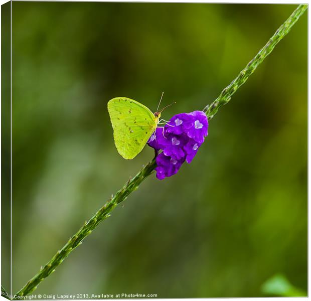 tropical green butterfly Canvas Print by Craig Lapsley