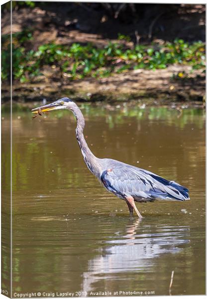 Great blue Heron eating a crayfish Canvas Print by Craig Lapsley