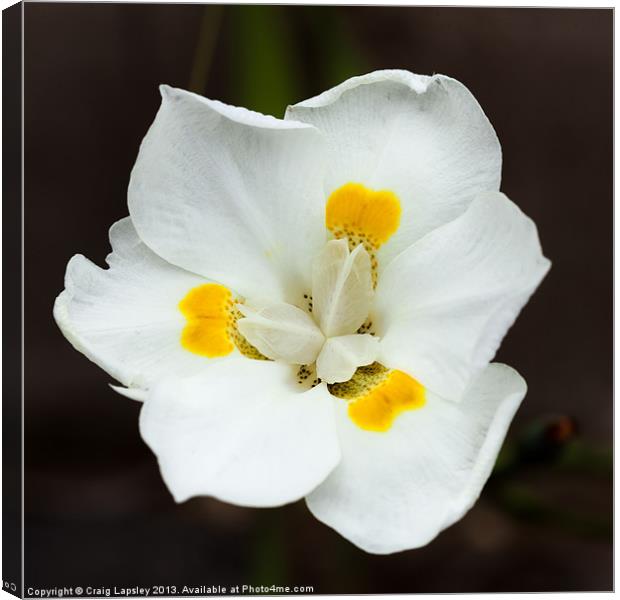 Pretty white flower Canvas Print by Craig Lapsley