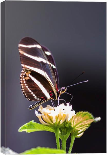 Tropical butterfly Canvas Print by Craig Lapsley