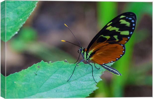 pretty tropical butterfly Canvas Print by Craig Lapsley