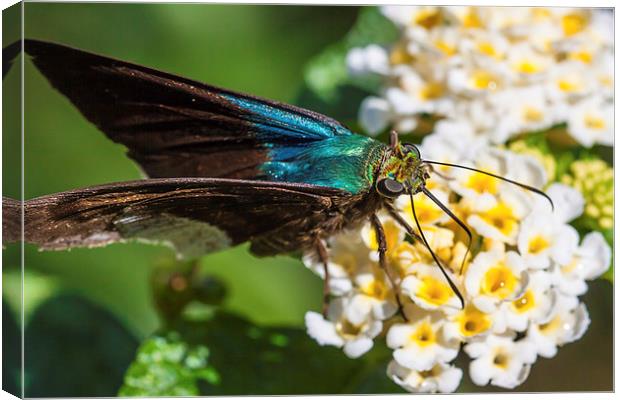 Blue Flasher butterfly Canvas Print by Craig Lapsley