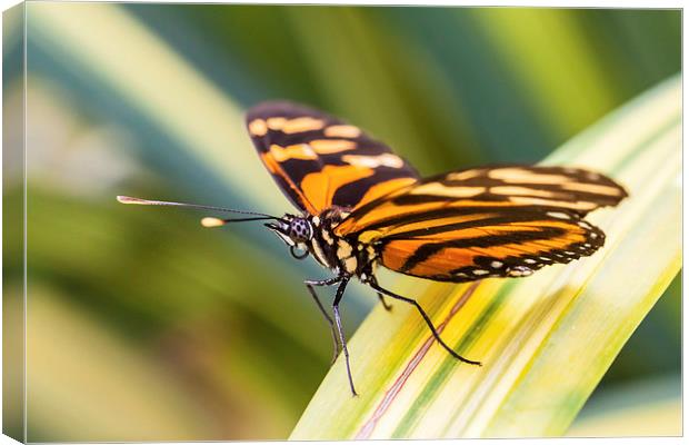 close up of orange tiger butterfly Canvas Print by Craig Lapsley