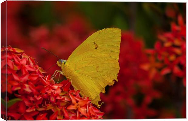 delicate yellow butterfly Canvas Print by Craig Lapsley