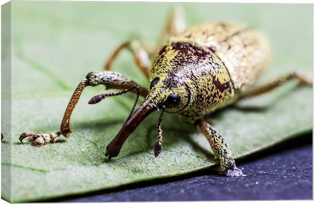 long nosed weevil Canvas Print by Craig Lapsley