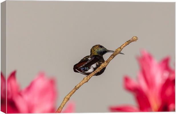 hummingbird perched on a twig Canvas Print by Craig Lapsley