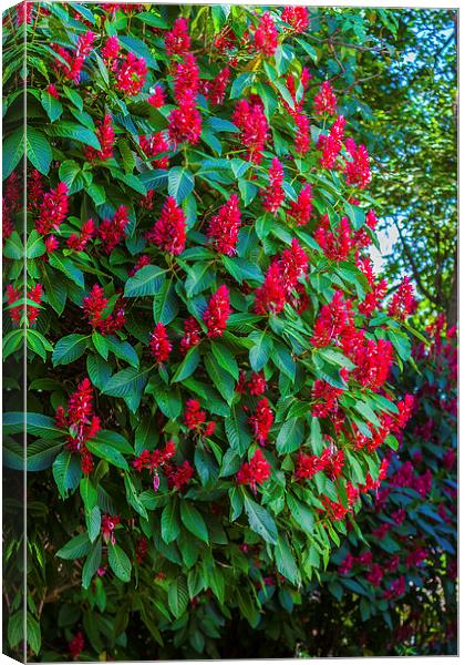 Brazilian Red Cloak bush Canvas Print by Craig Lapsley