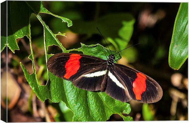 postman butterfly warming sunshine Canvas Print by Craig Lapsley