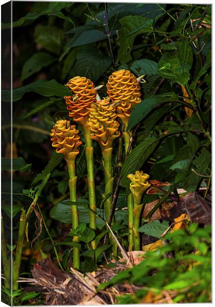 wild shampoo ginger flowers Canvas Print by Craig Lapsley