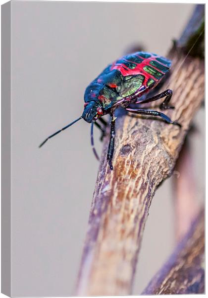 colorful little stink bug Canvas Print by Craig Lapsley