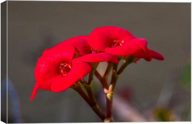 crown of thorns flowers Canvas Print by Craig Lapsley