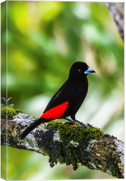 Male cherries tanager Canvas Print by Craig Lapsley
