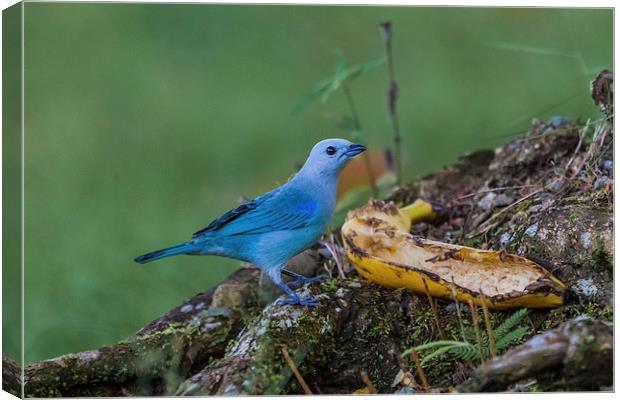 blue gray tanager Canvas Print by Craig Lapsley