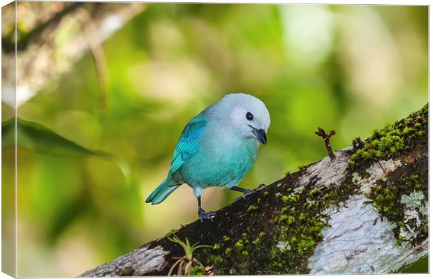 blue gray tanager on a branch Canvas Print by Craig Lapsley