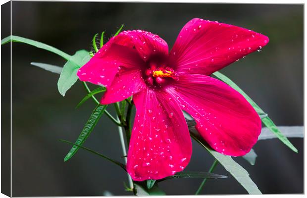 purple hibiscus after early morning rain Canvas Print by Craig Lapsley