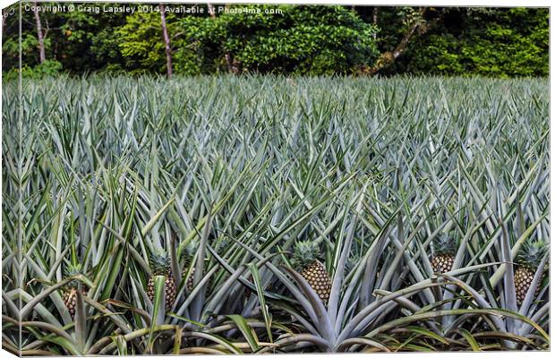 pineapple field Canvas Print by Craig Lapsley