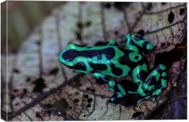 Black and green poison dart frog Canvas Print by Craig Lapsley