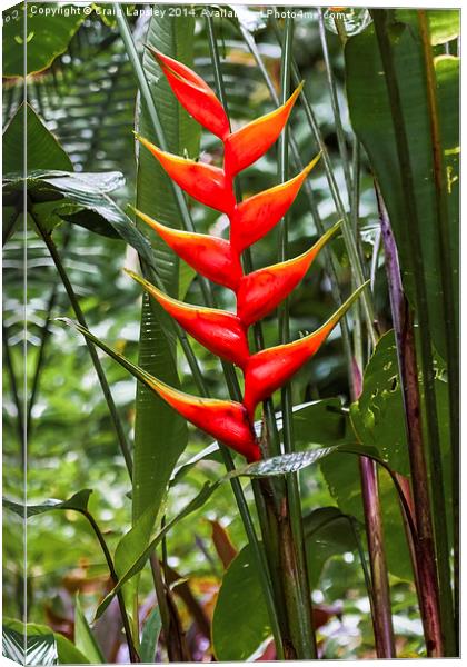 wild heliconia flower Canvas Print by Craig Lapsley