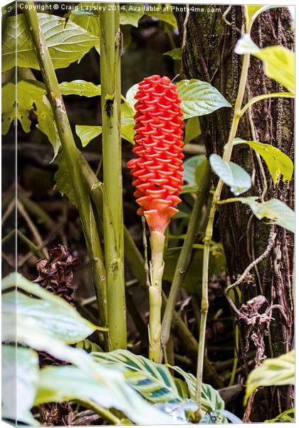 Single shampoo ginger flower Canvas Print by Craig Lapsley