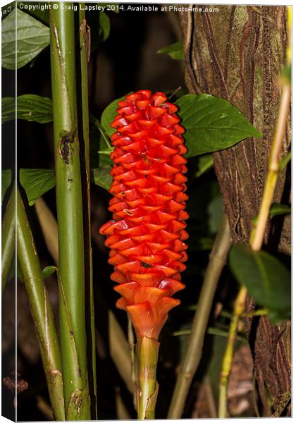 Red ginger stem Canvas Print by Craig Lapsley