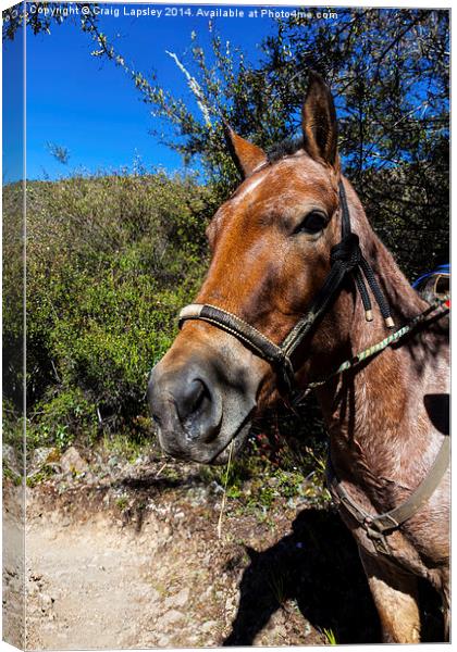 Horses head Canvas Print by Craig Lapsley