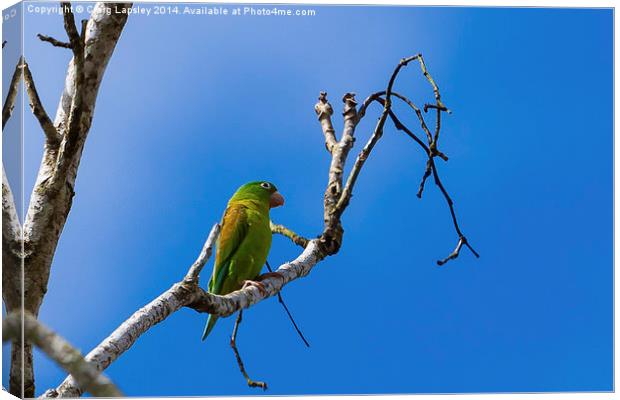 olive throated parakeet Canvas Print by Craig Lapsley