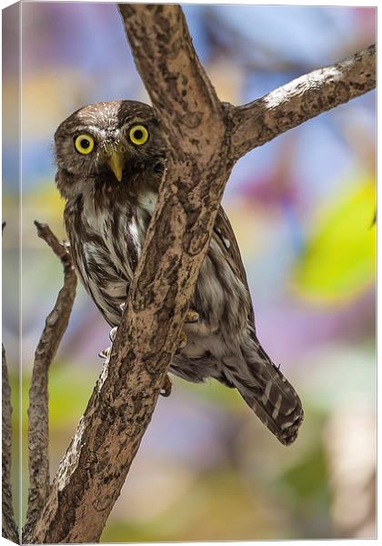 costa rican pygmy owl Canvas Print by Craig Lapsley