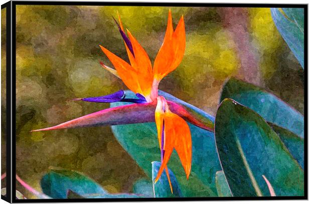 bird of paradise with paint effects Canvas Print by Craig Lapsley