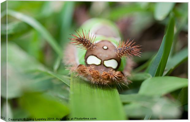 colourful caterpillar Canvas Print by Craig Lapsley