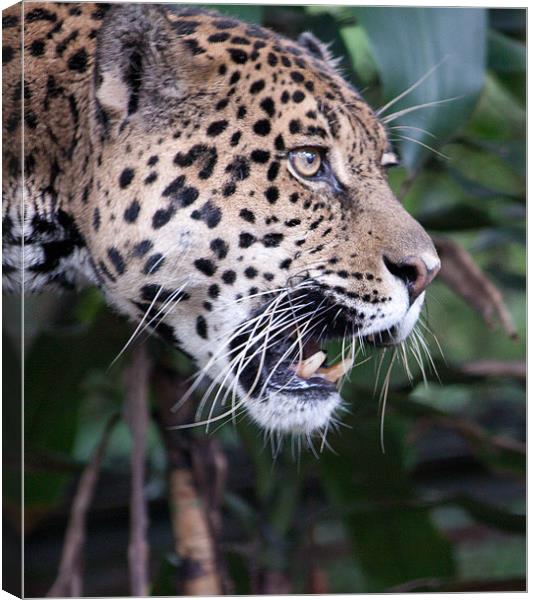 Jaguar snarling Canvas Print by Craig Lapsley