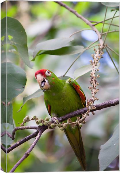 crimson fronted Parakeet Canvas Print by Craig Lapsley