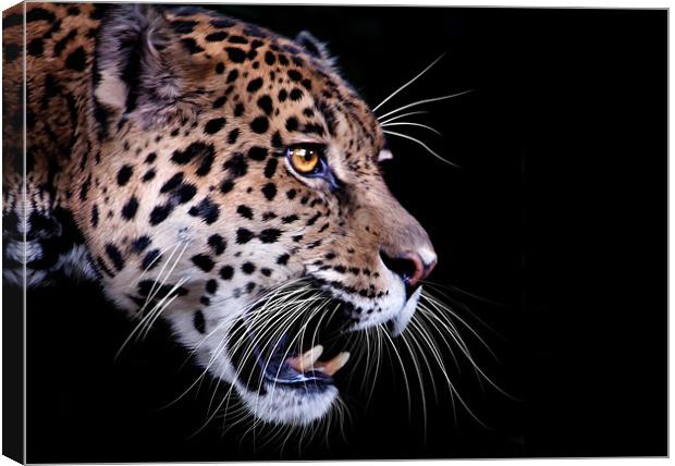 Jaguar snarling Paintover Canvas Print by Craig Lapsley