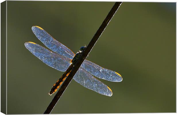 Dragonfly on a rusty wire Canvas Print by Craig Lapsley
